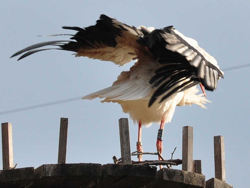 Ciconia ciconia